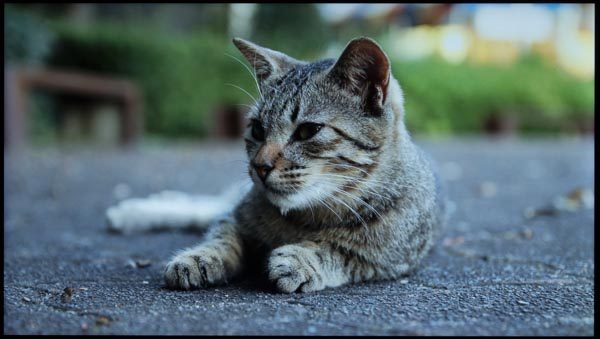 写真ではやや青みが強く出ていますが、実際にはもっと色温度が高く、自然な色で表示されます