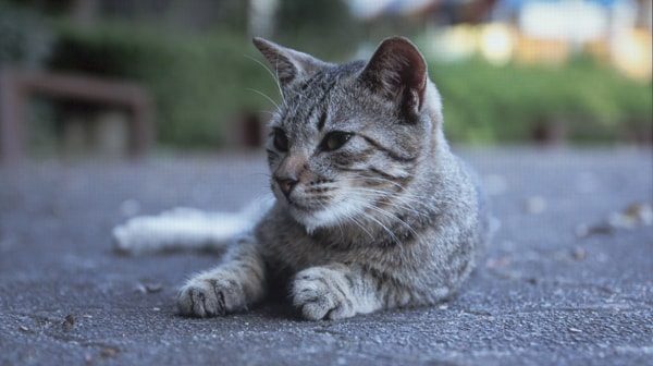 コントラストが低め